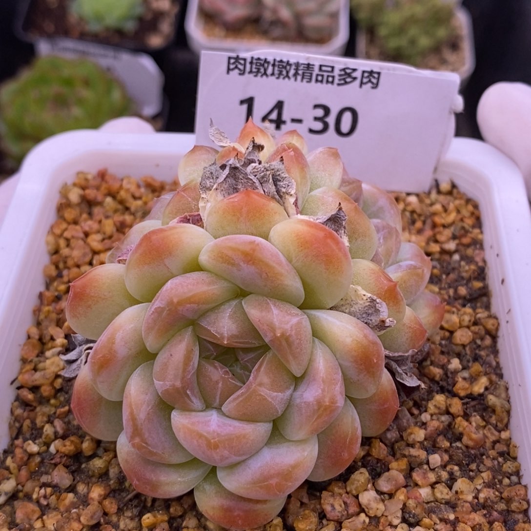 【闪购商品】14-30