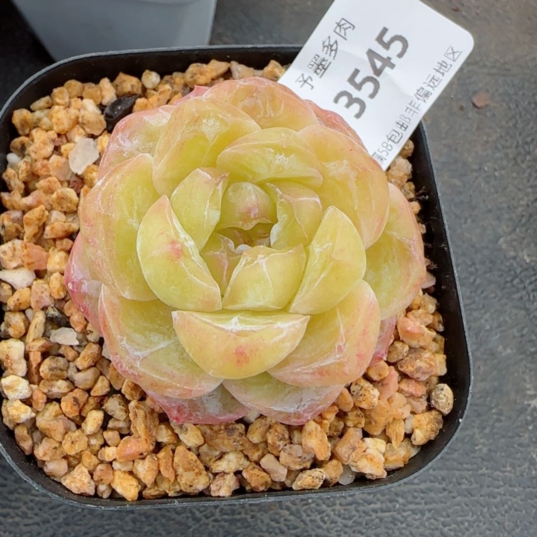 霜花石化，3545多肉植物