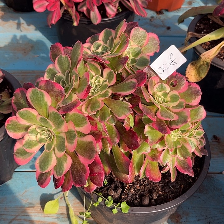 008粉女郎缀多肉植物