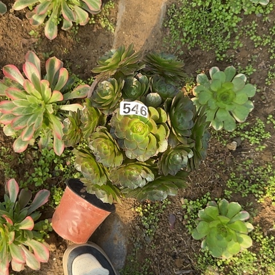 无花朵拉丝锦546号不包断枝