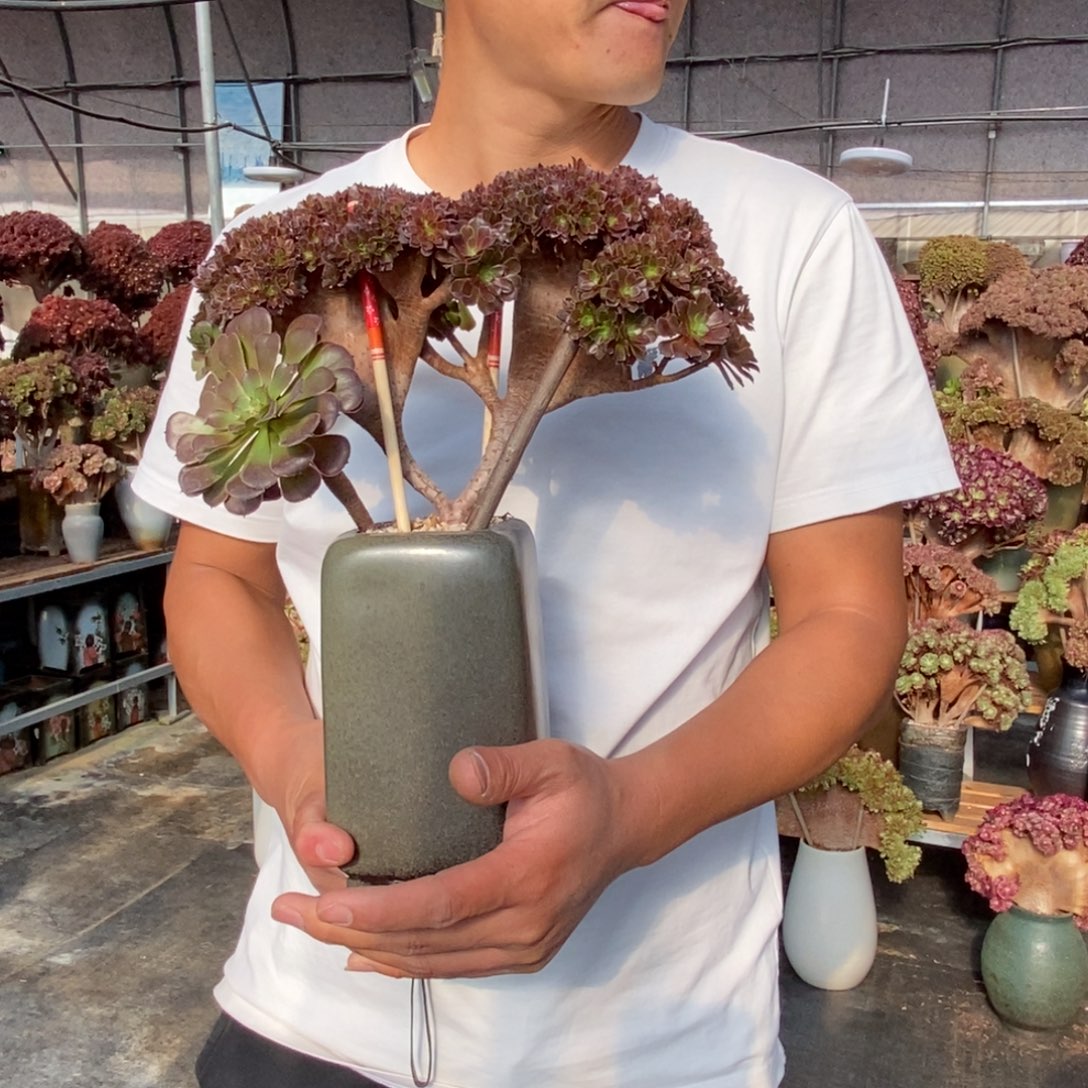 红铜壶朵朵缀不带盆土