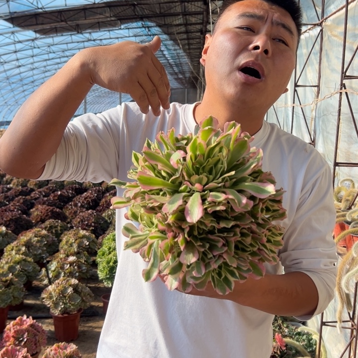 8.88白凤一颗包邮