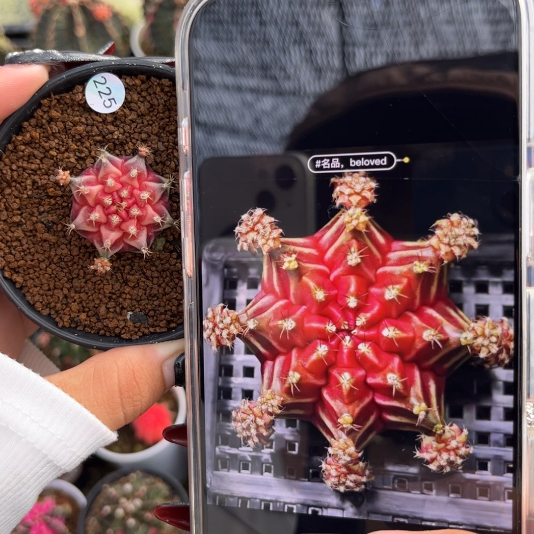 225 beloved 侧牙 带盆土福利