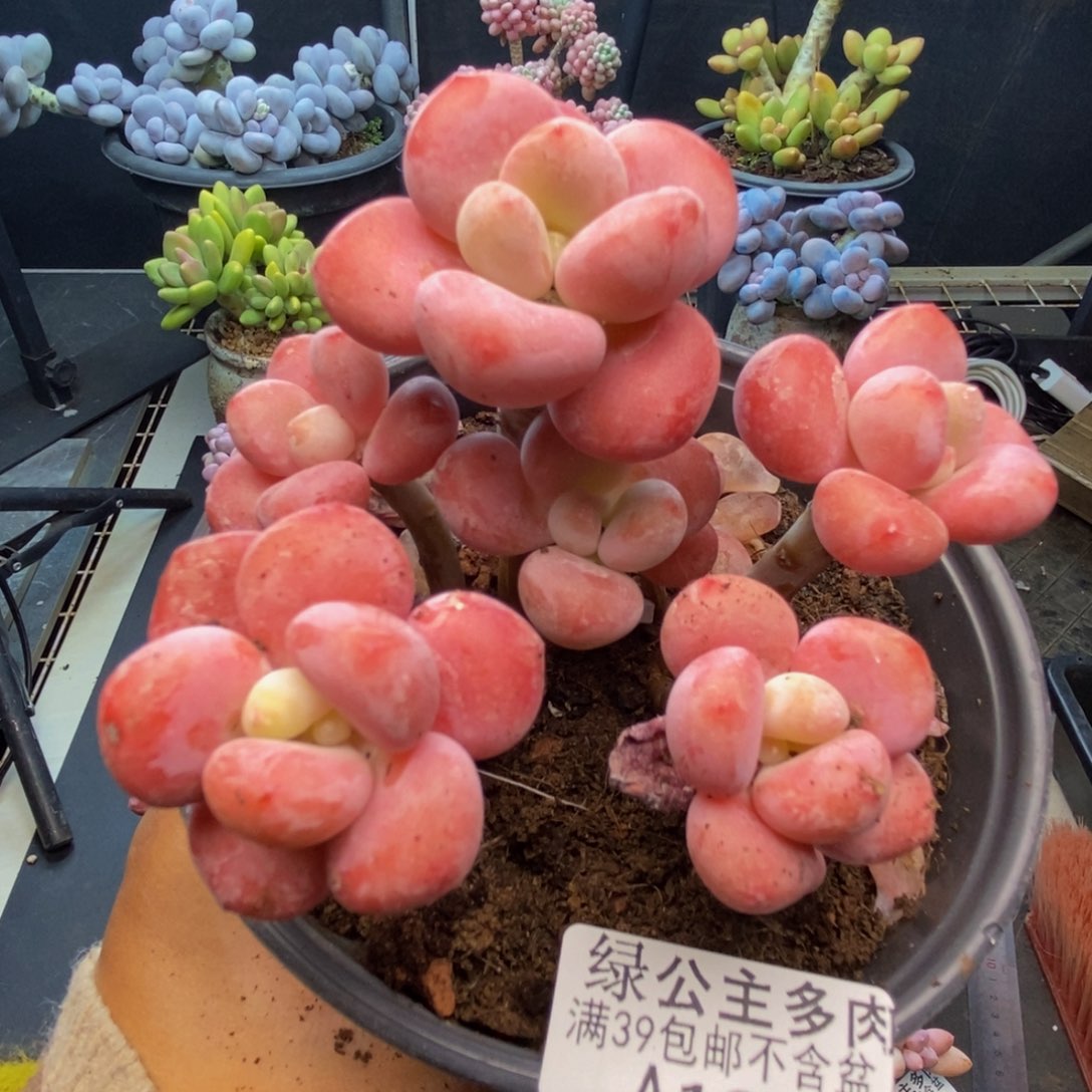 207樱花洛神多肉8c m