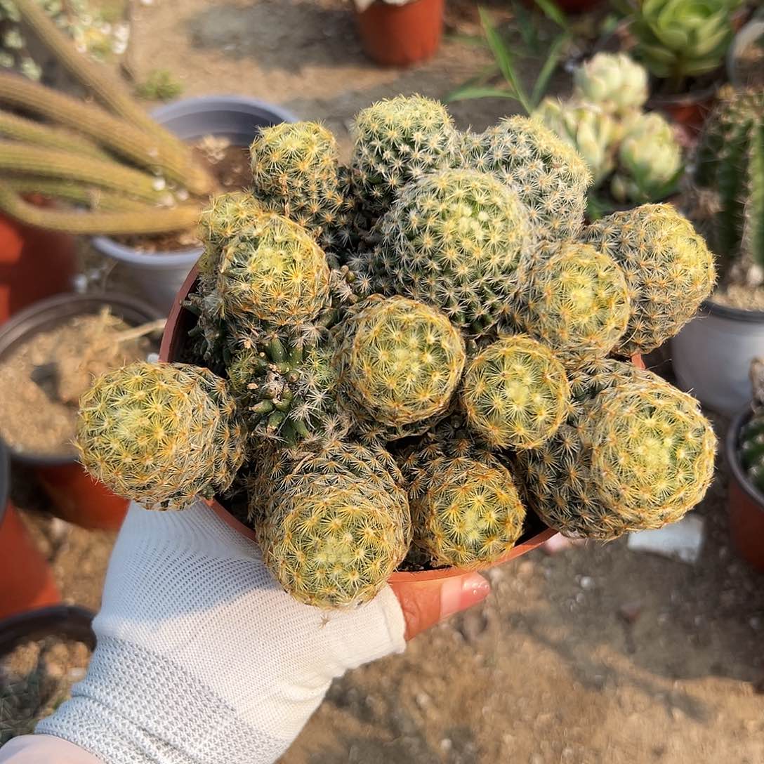 多肉植物大群明星