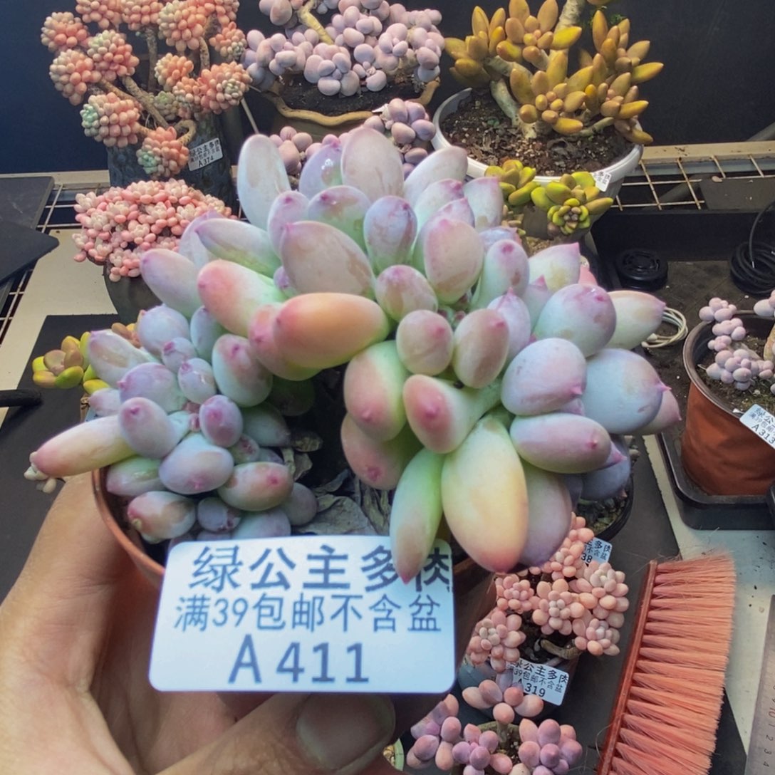 411苹果奶四代缀多肉7c m