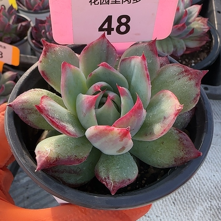 48 惊鸿仙子多肉植物6-9cm