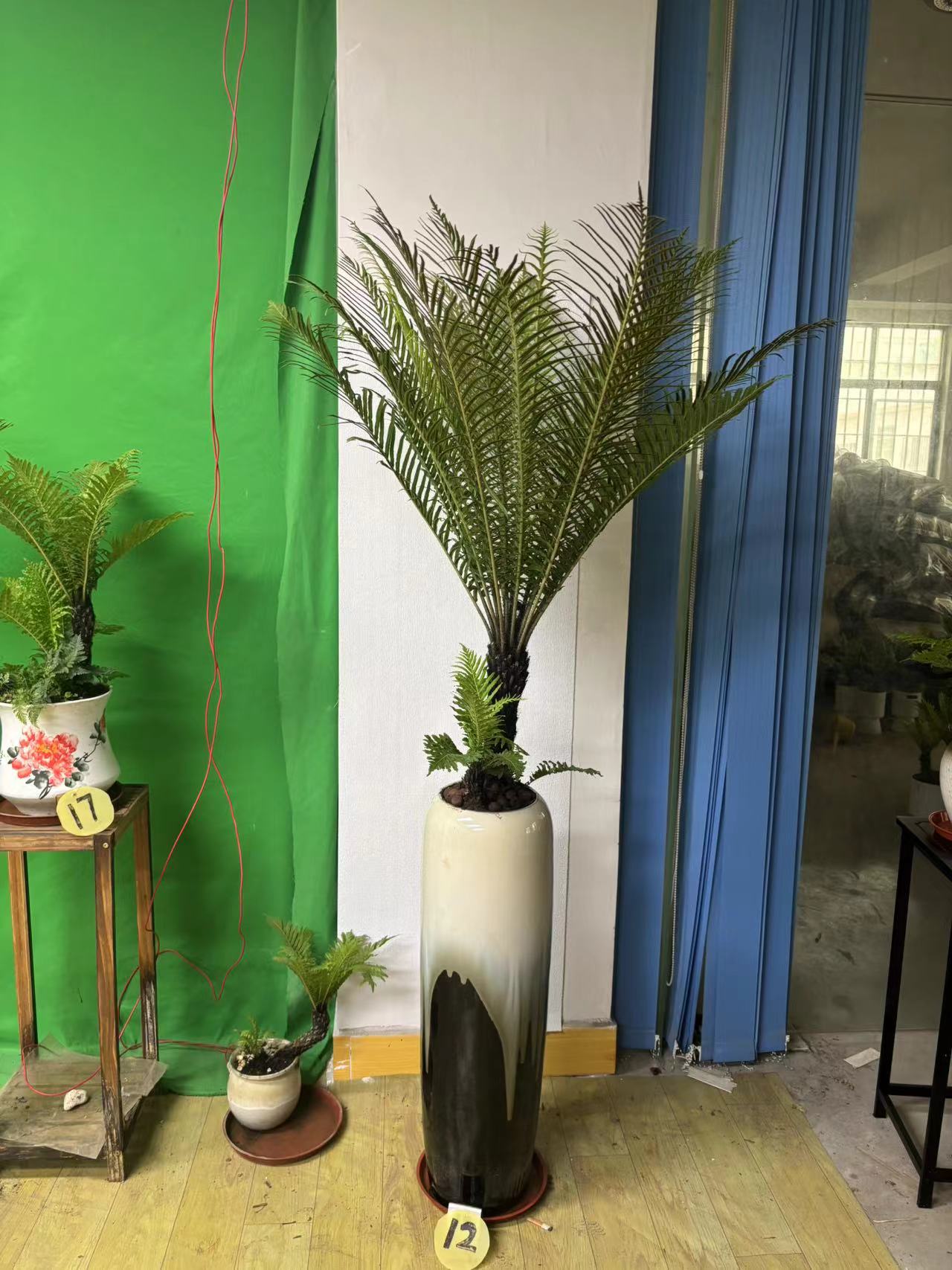 富贵蕨蕨类植物盆栽室内办公植物吸甲醛净化空气北欧风四季常青