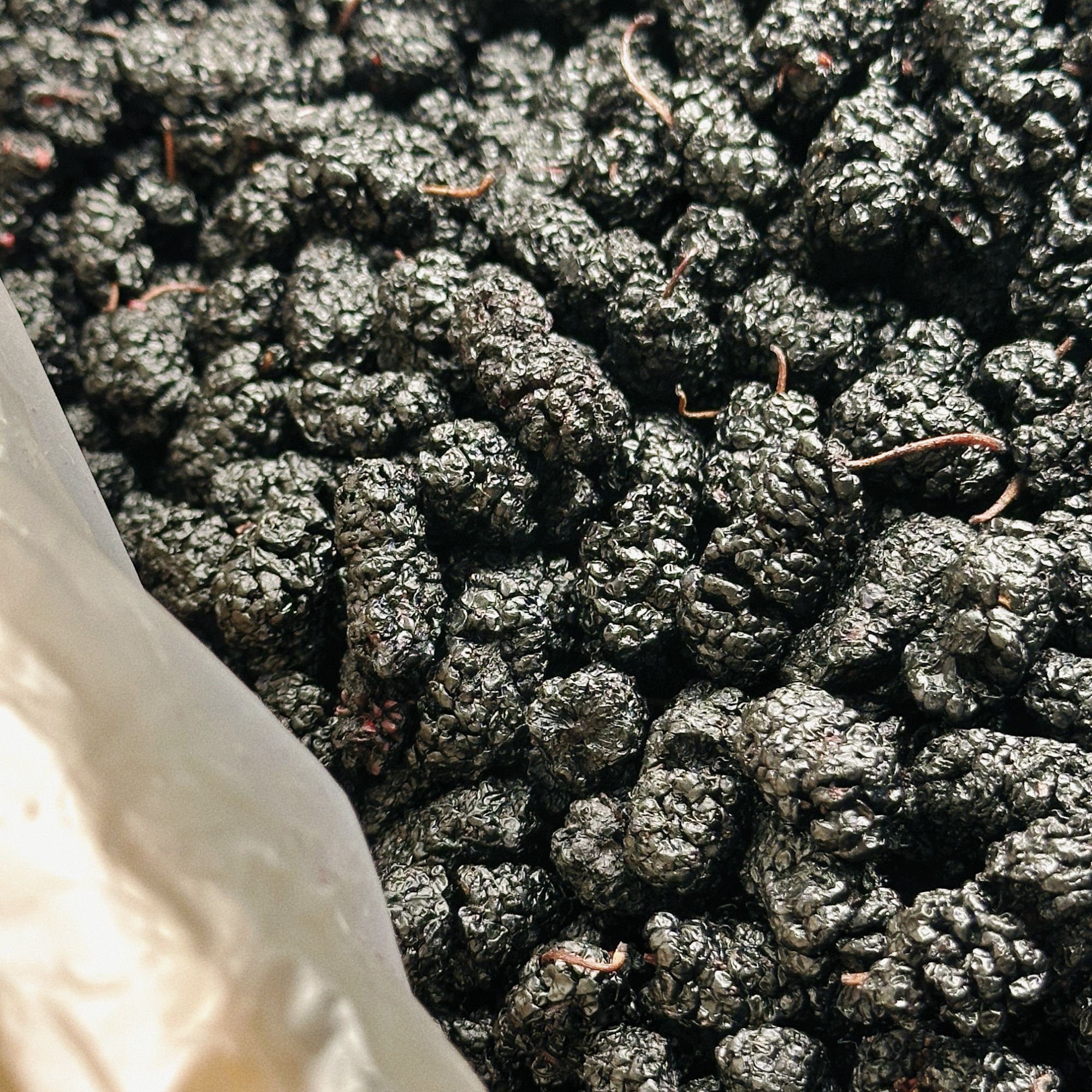 黑桑葚广东煲汤汤料11