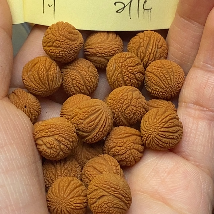 吊坠桃核秦岭龙纹桃核11尺寸