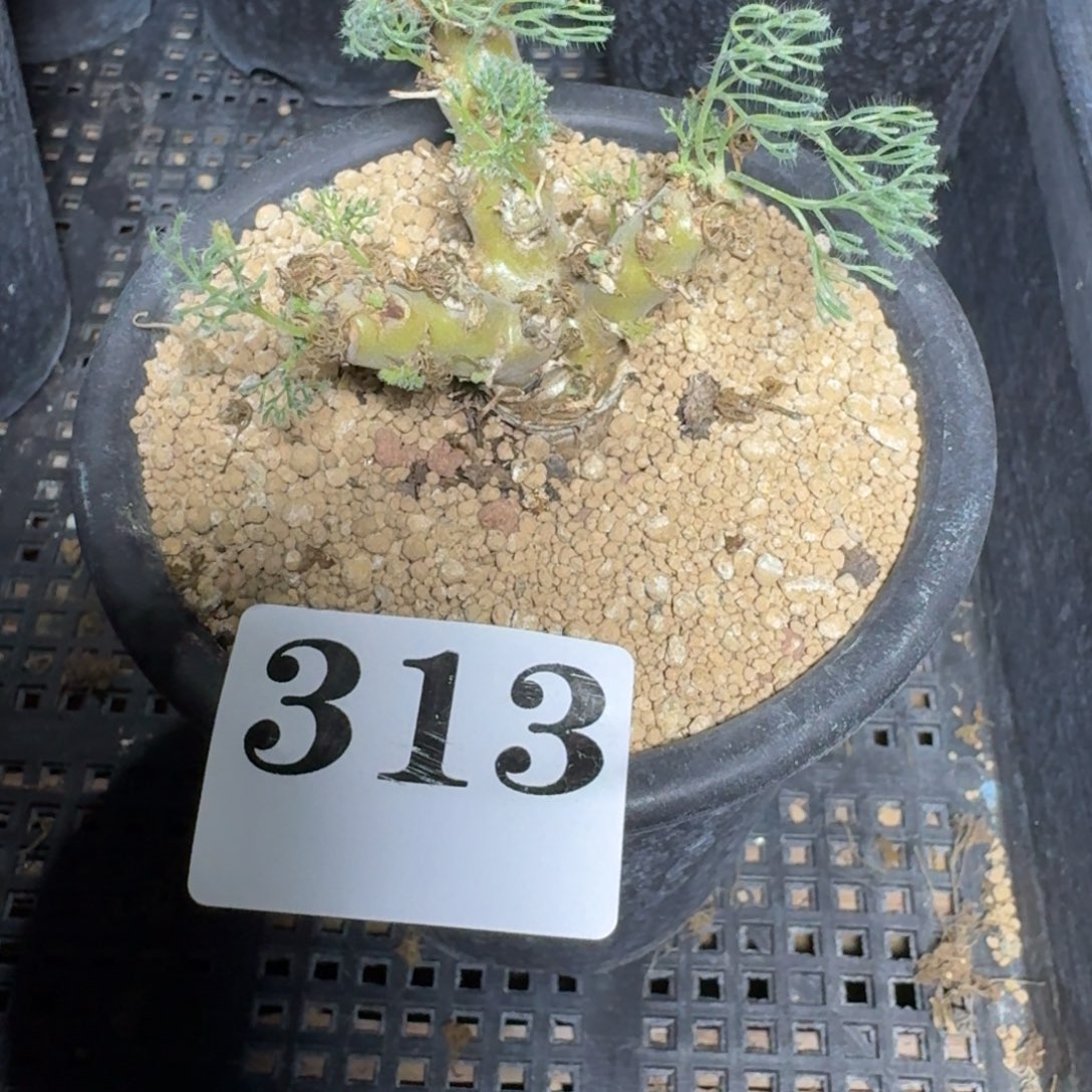 干****白皮月界一物一拍多肉植物