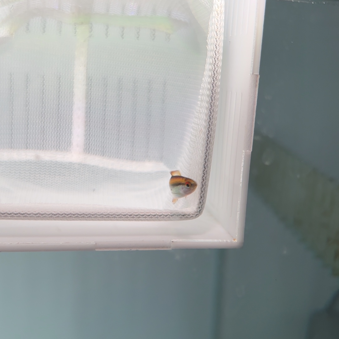 灯科鱼野彩虹有黑沙公鱼