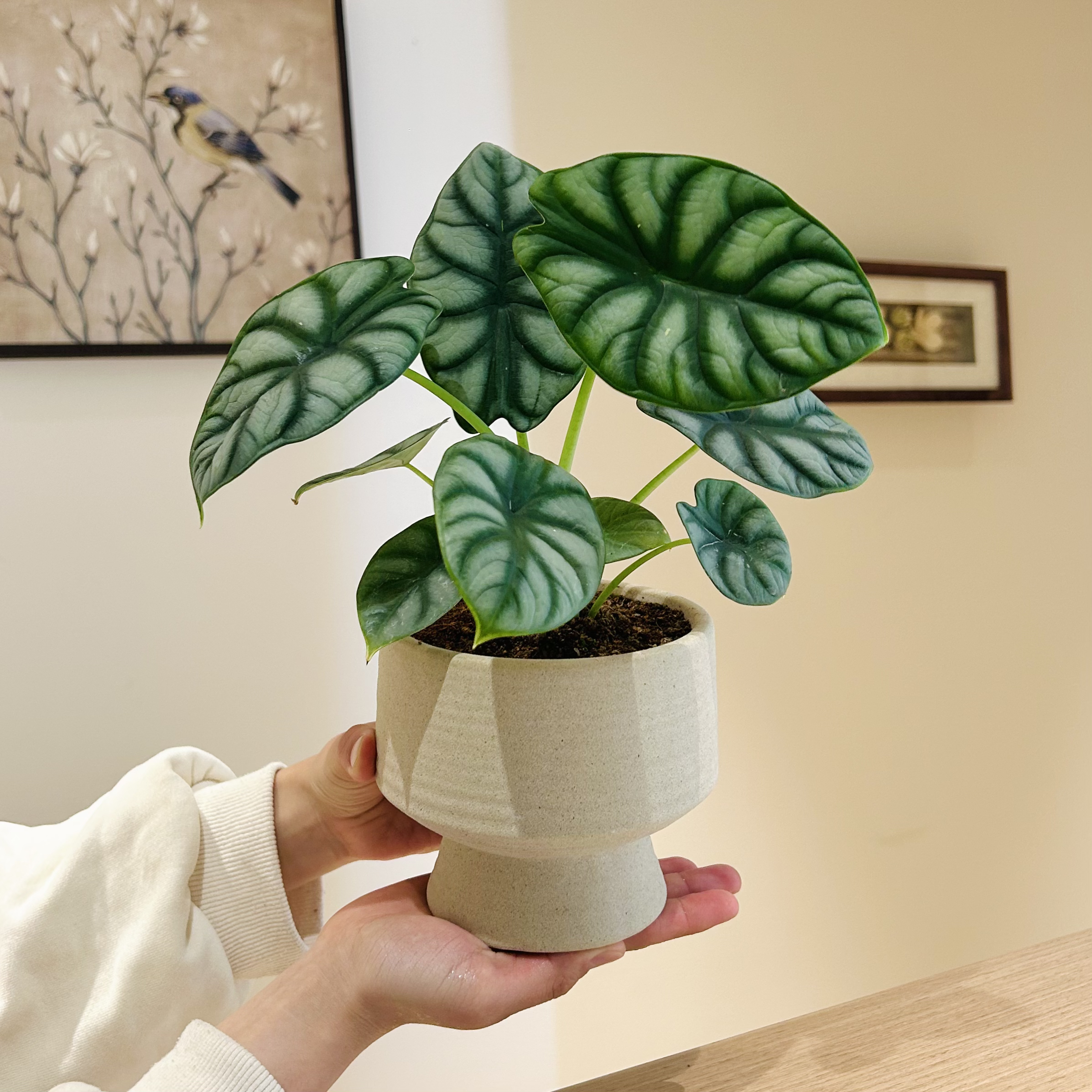 简约白犀牛海芋竹芋盆栽盆景室内客厅办公室桌面观叶趣味花卉绿植