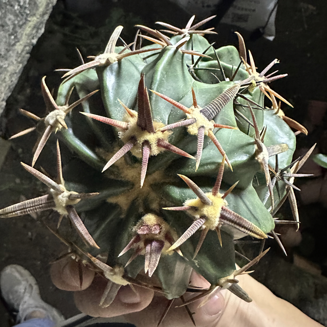 仙人球直播综合链接王凌波武藏凌波