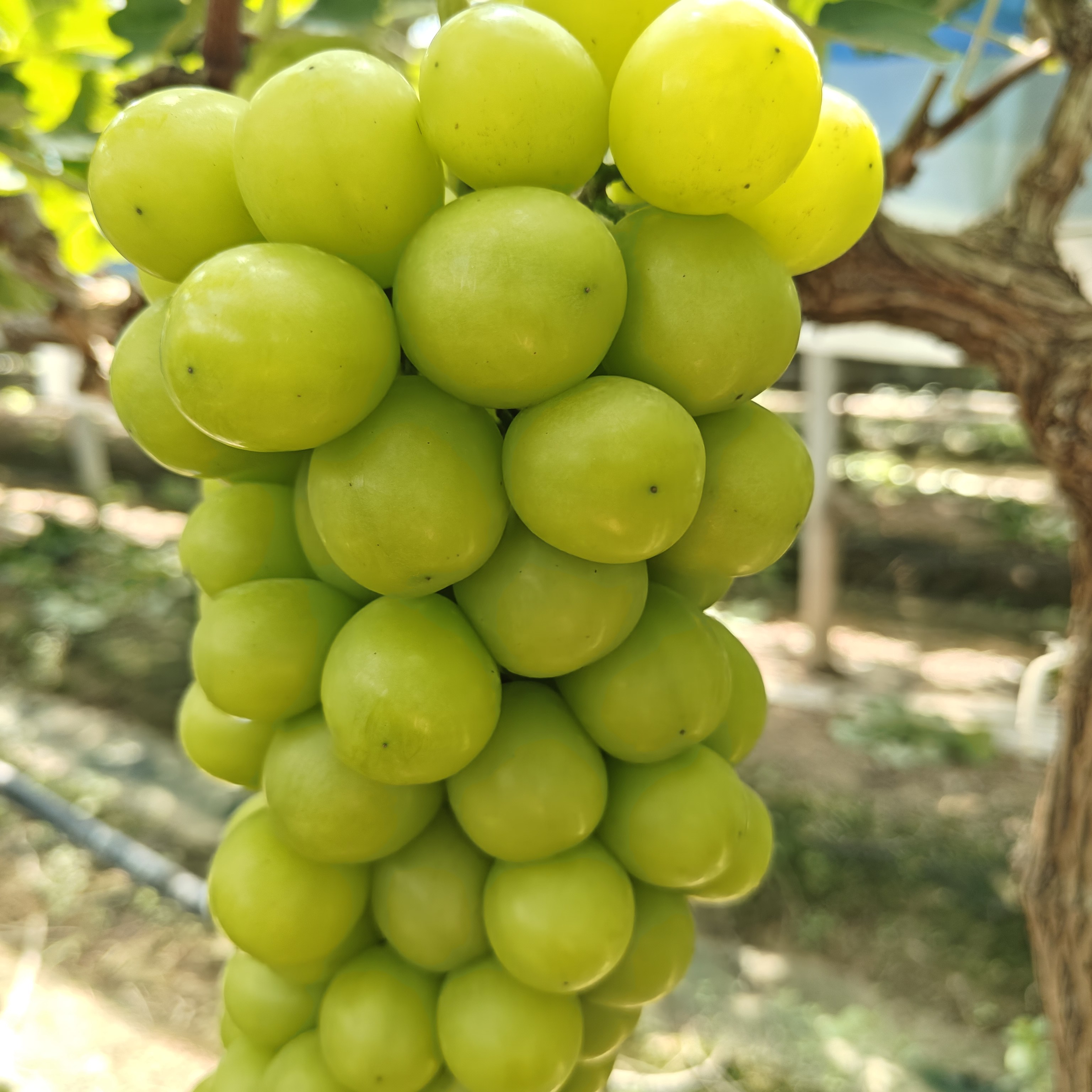 东江水孕育出的阳光玫瑰葡萄口感清甜