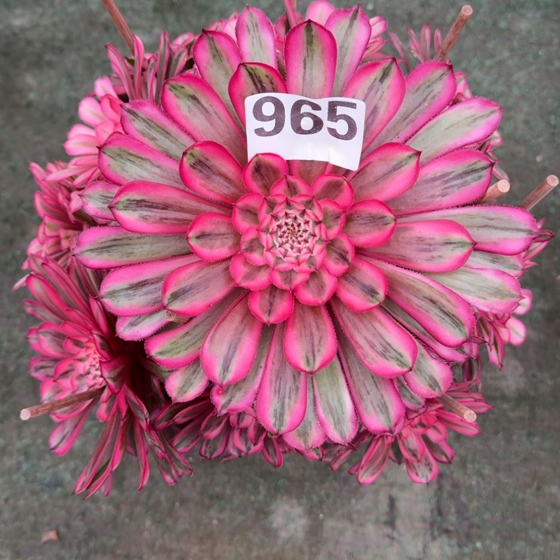 965！白月光法师多肉植物