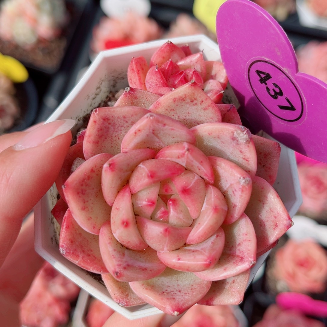 437号小老桩珍妮双头