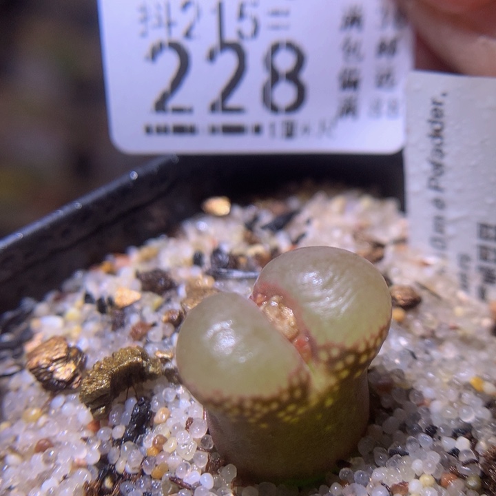 精品生石花215.228