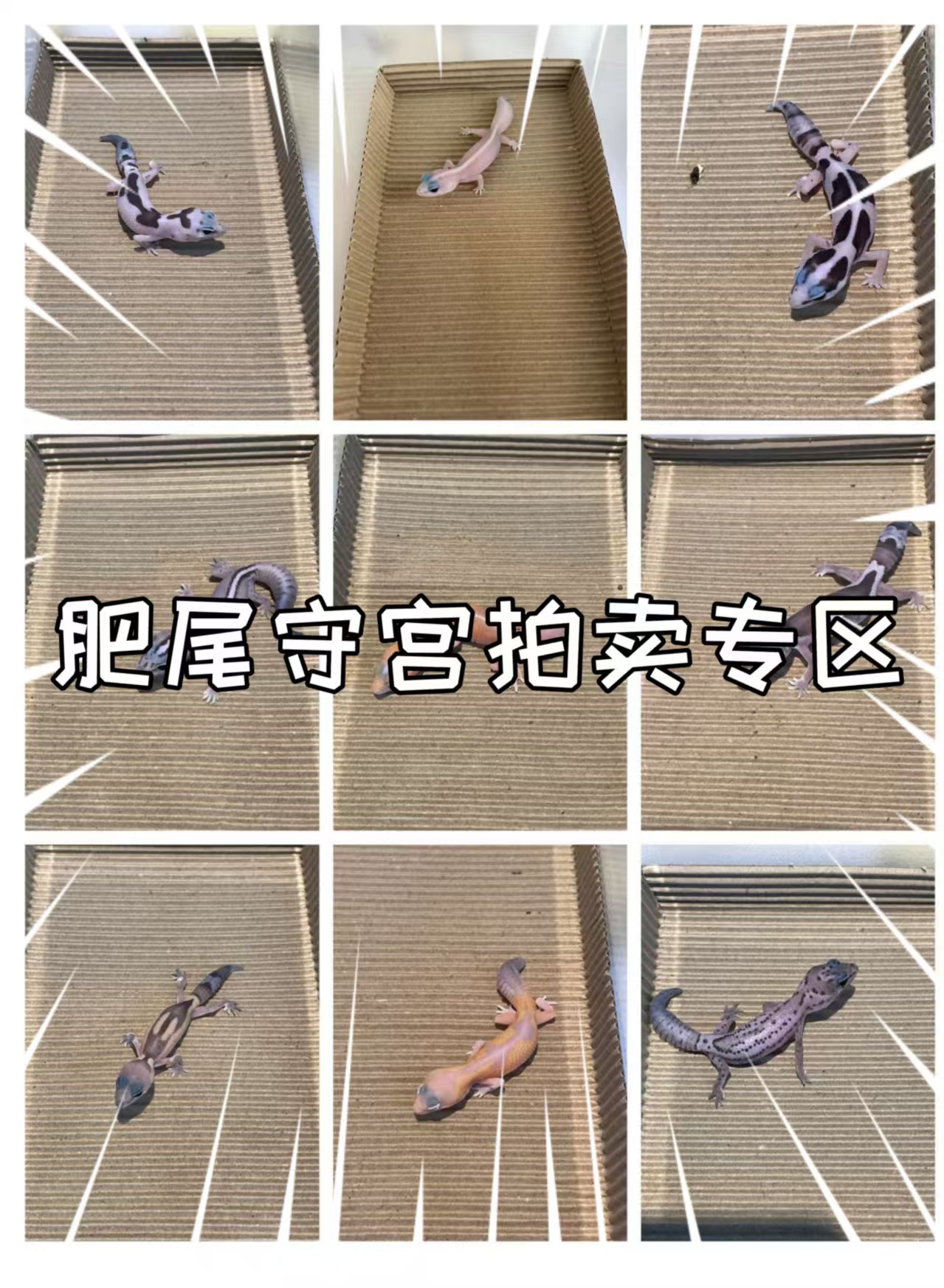 肥尾守宫活体宠物新手入门可爱温顺易养