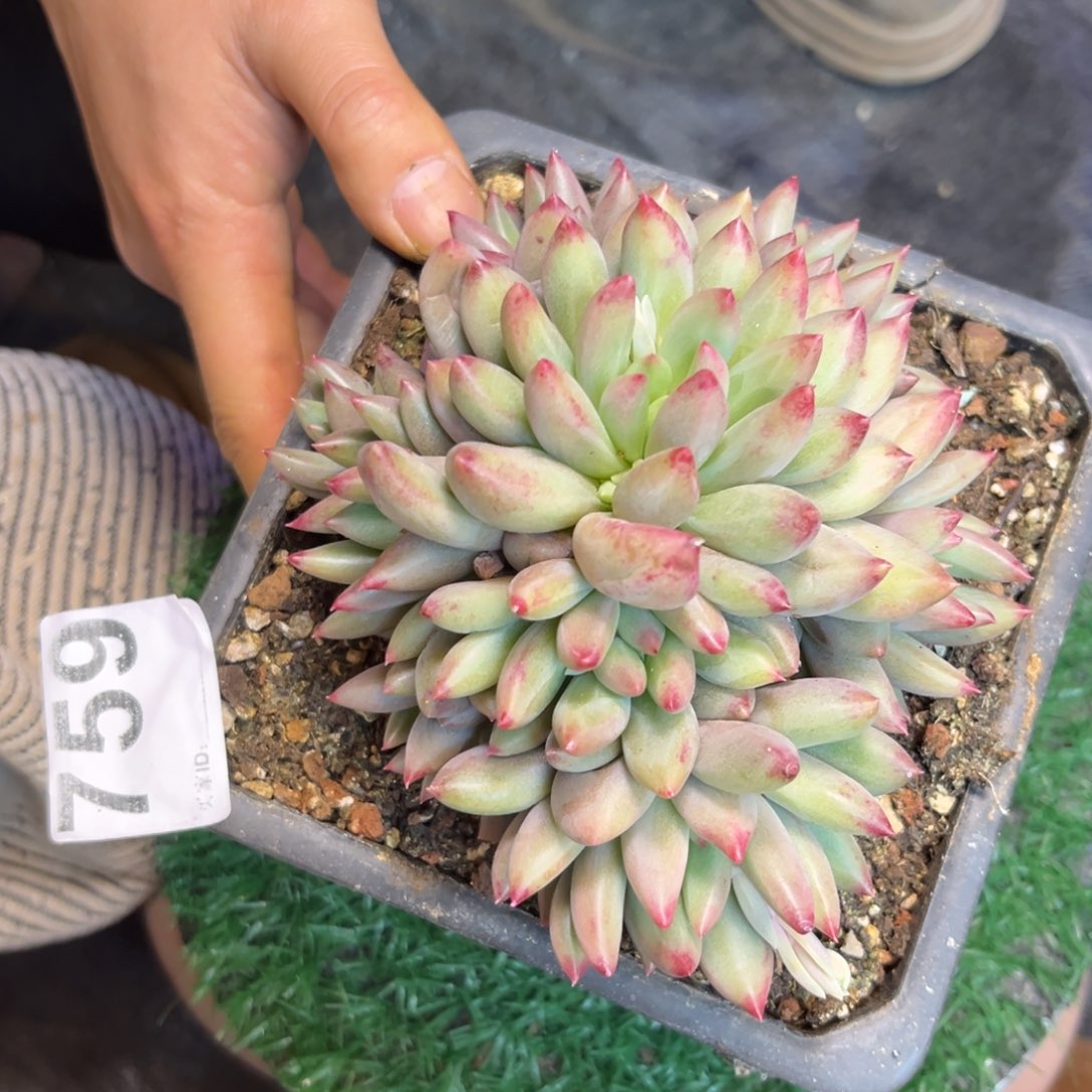 二代虞多肉植物759