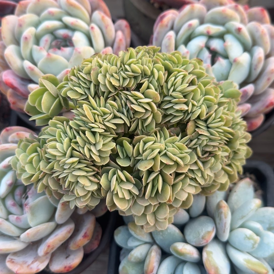 星纳塔缀化五十包邮