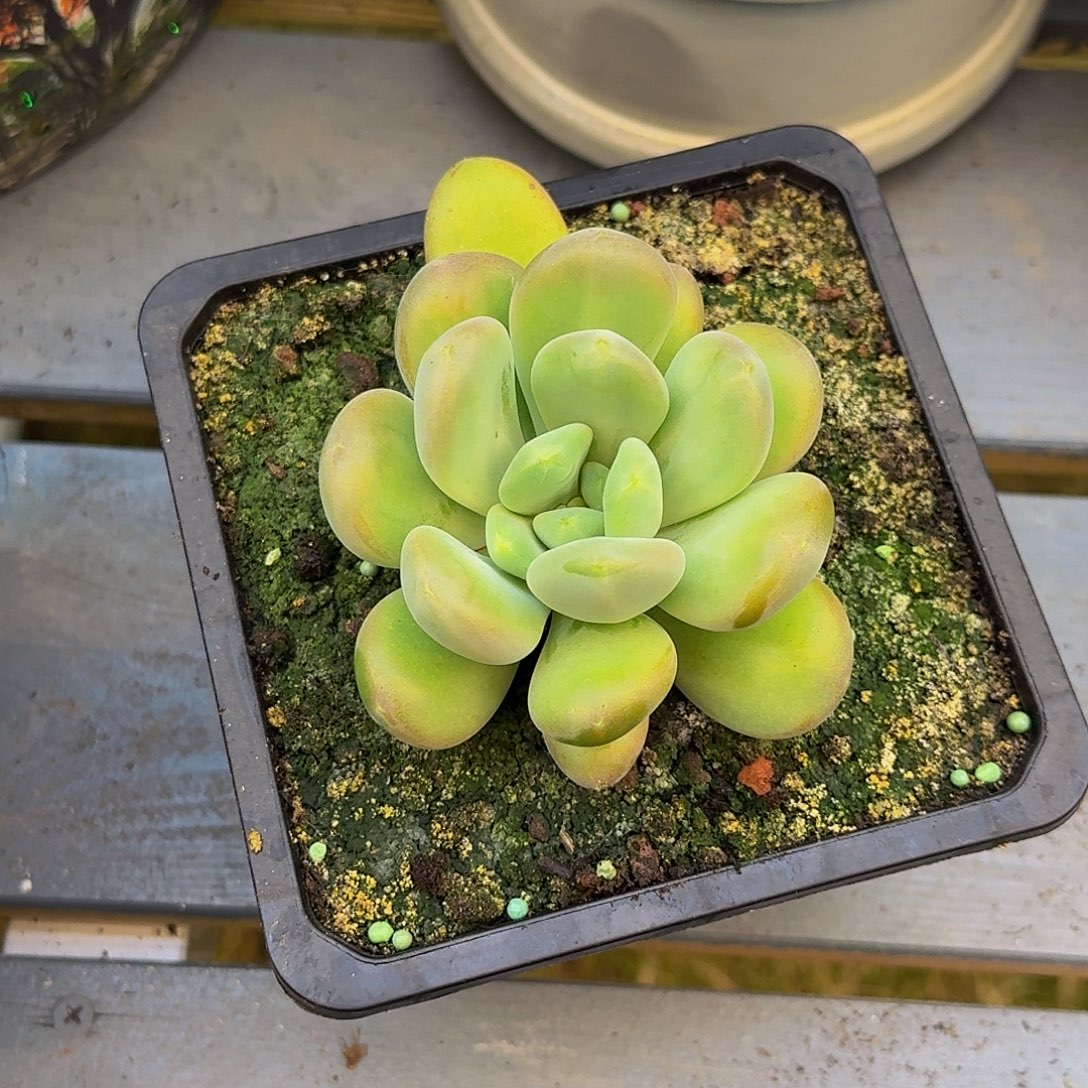 库克单头一颗竞拍