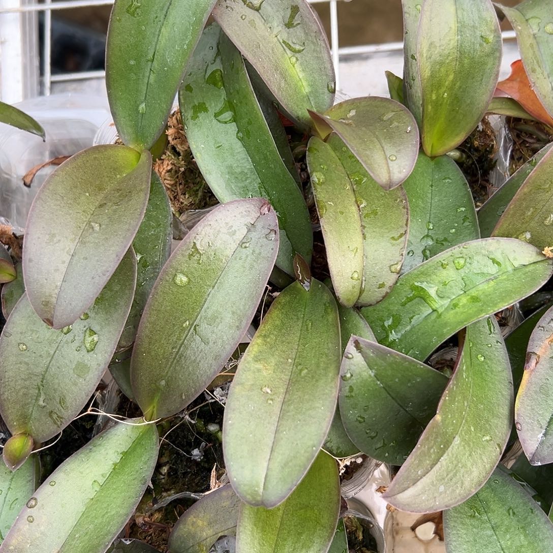 当前无花栽培后可以开花佛陀宝藏1.7组合2棵