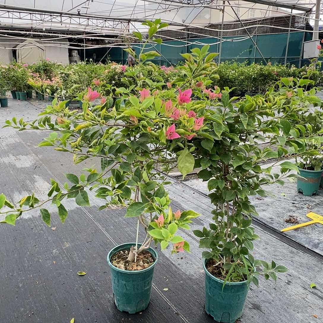 当前无花栽培后可以开花酒红带竹一颗