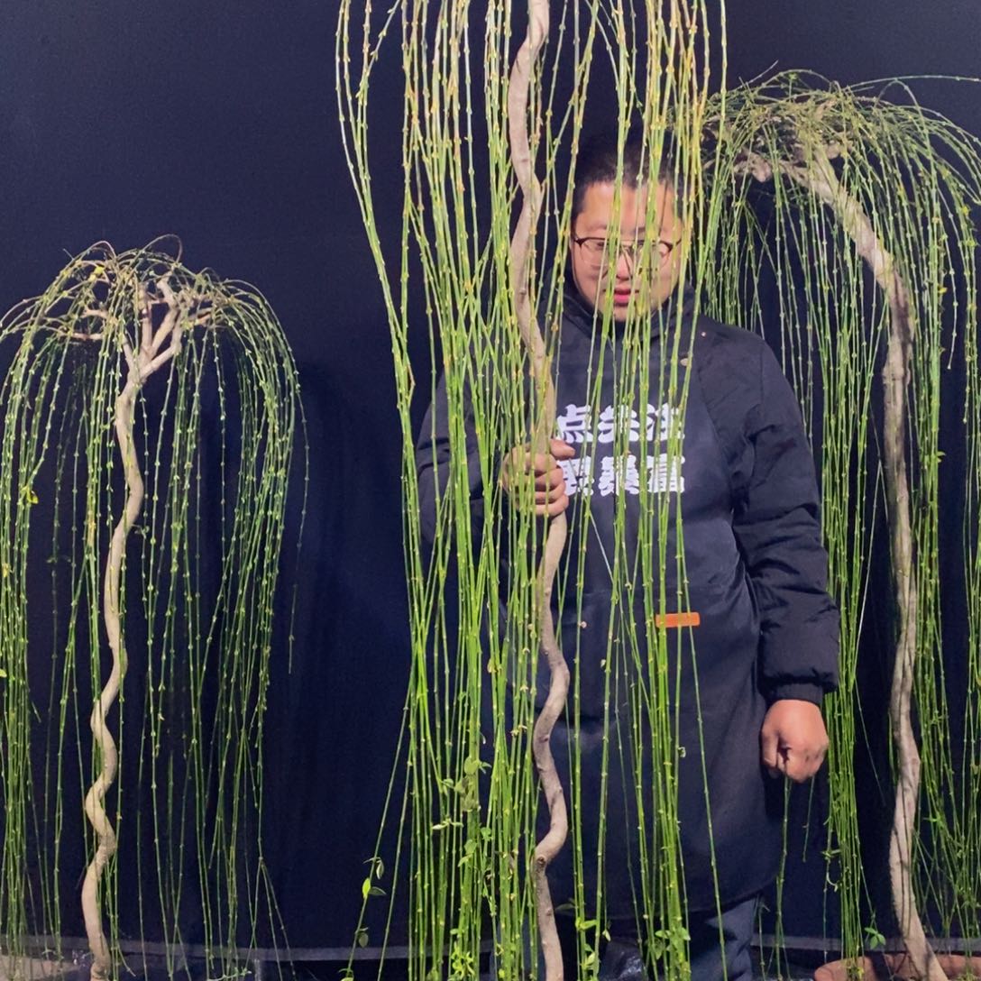 三台迎春，一物一拍，