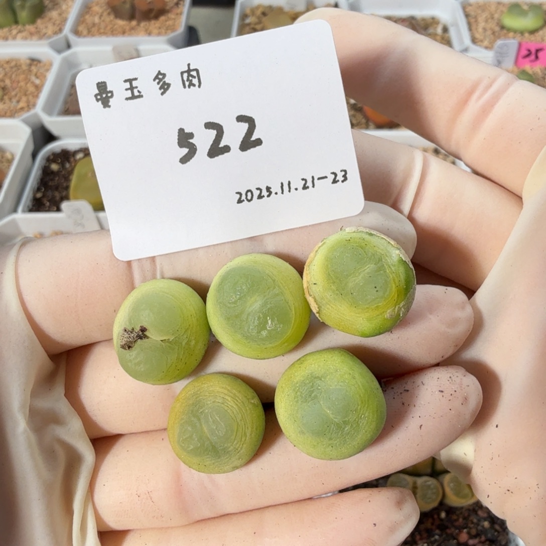 爱***静多肉多肉多肉11-522