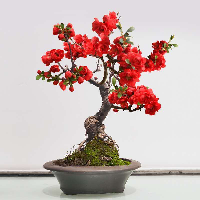 【原生】长寿海棠花耐寒南北方养殖好养活