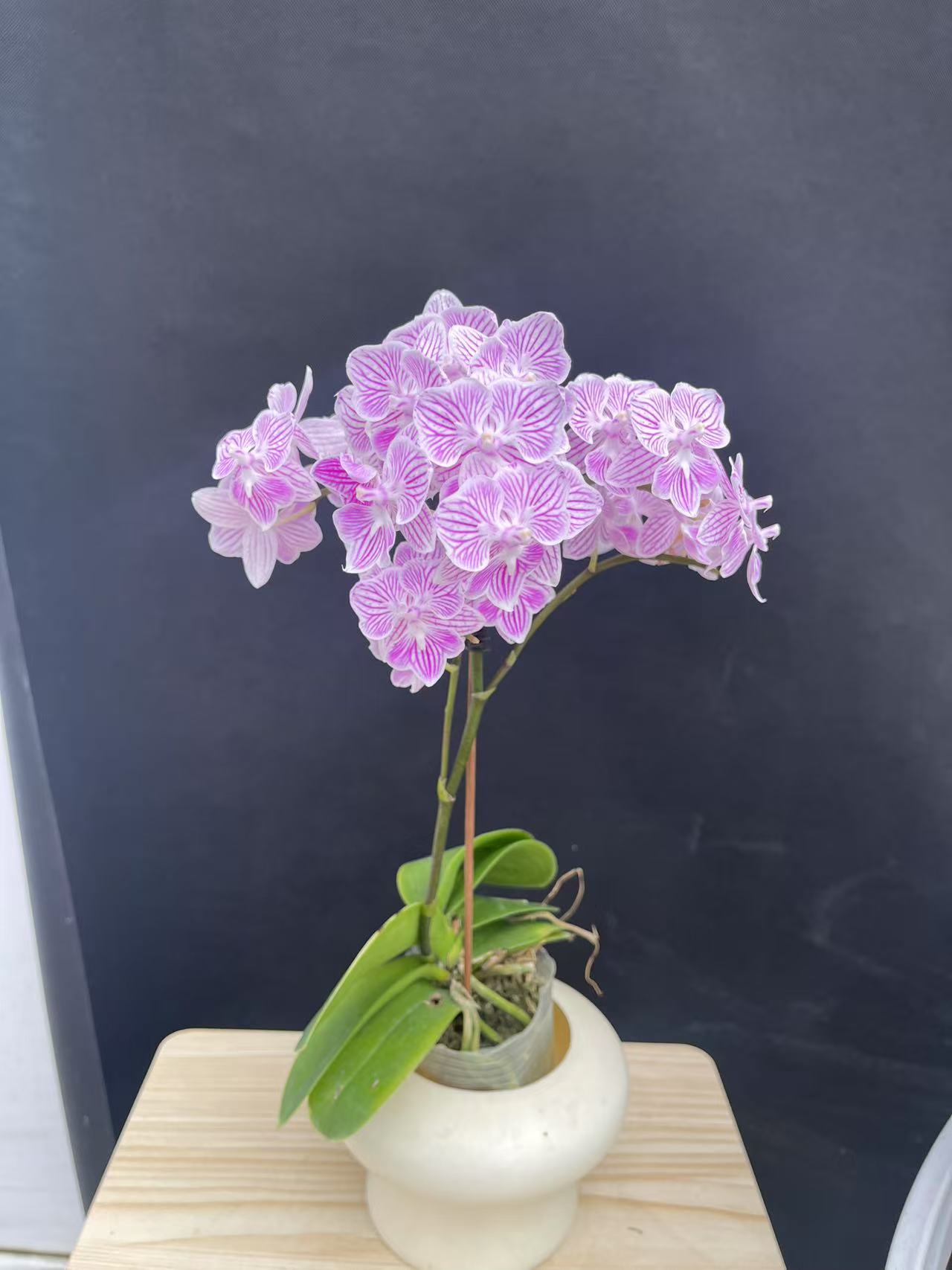 森境【樱花】蝴蝶兰 （完全开花）