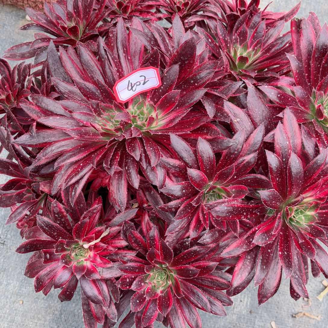 多肉植物402好多肉