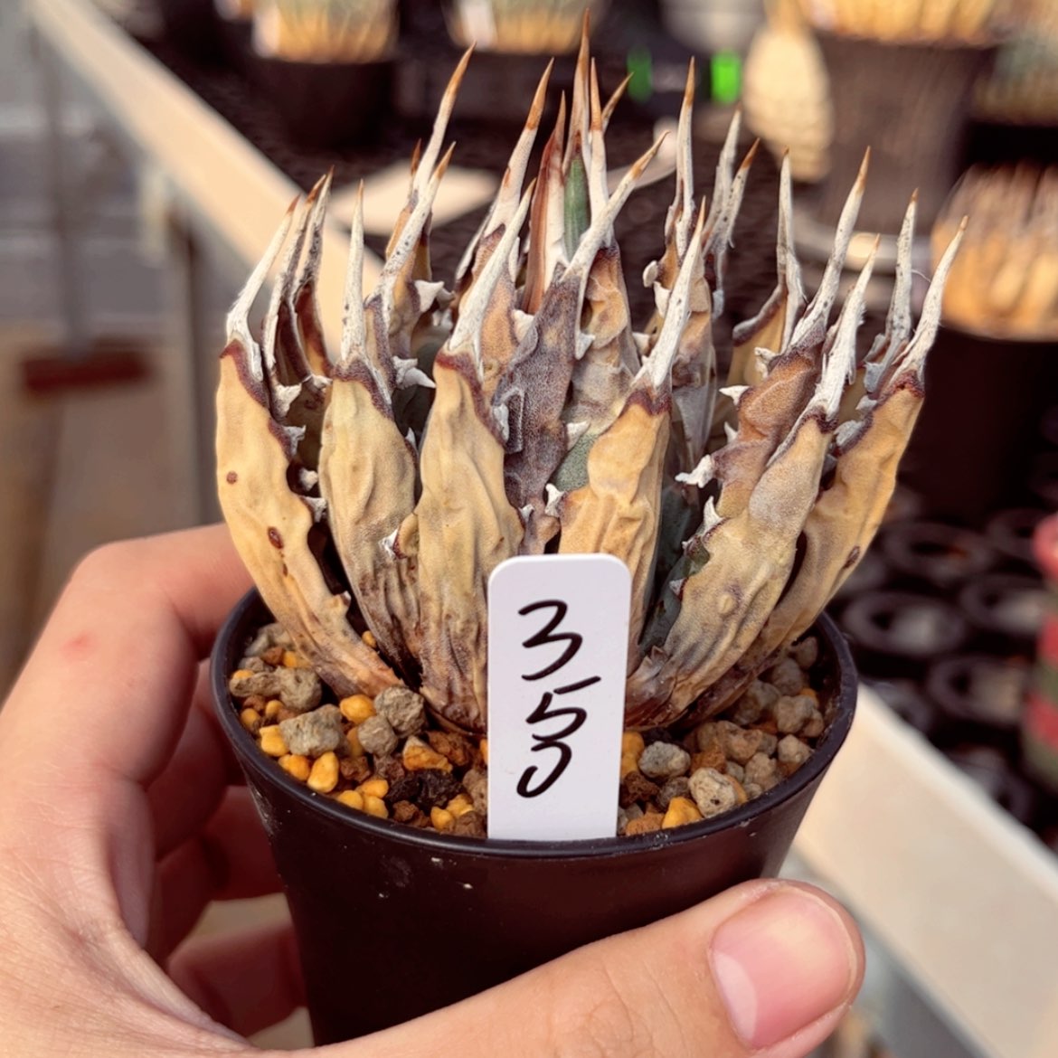 【闪购商品】熟桩妖炎，带盆土发货