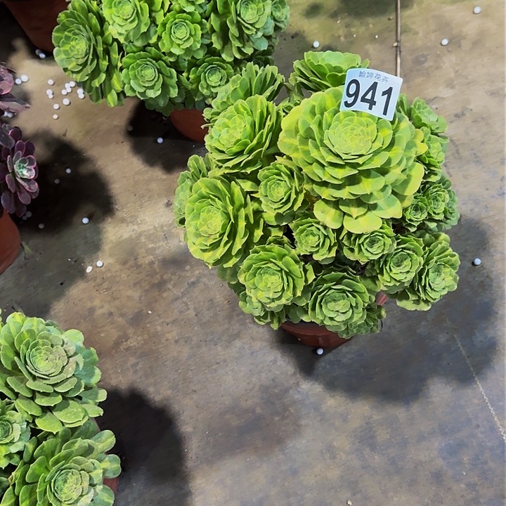 000000000000000941翡翠多肉植物
