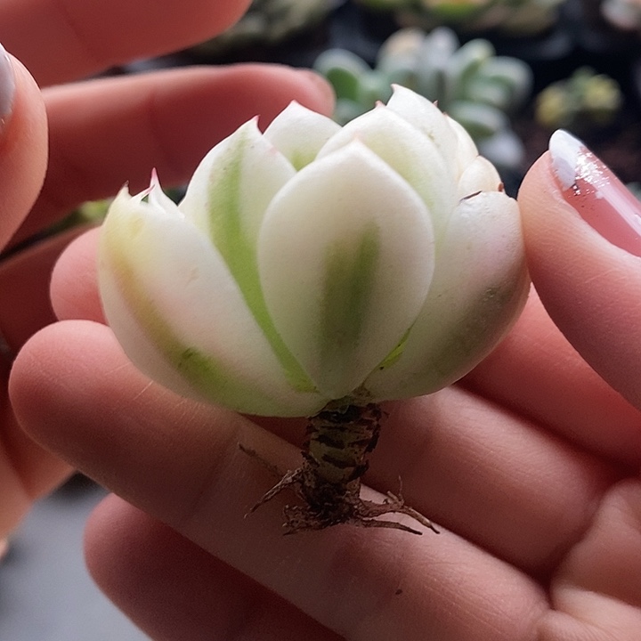 海啸腹轮锦有杆子