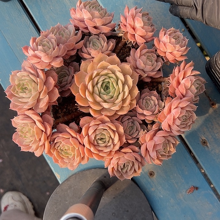 昂斯诺手捧无砍00000000