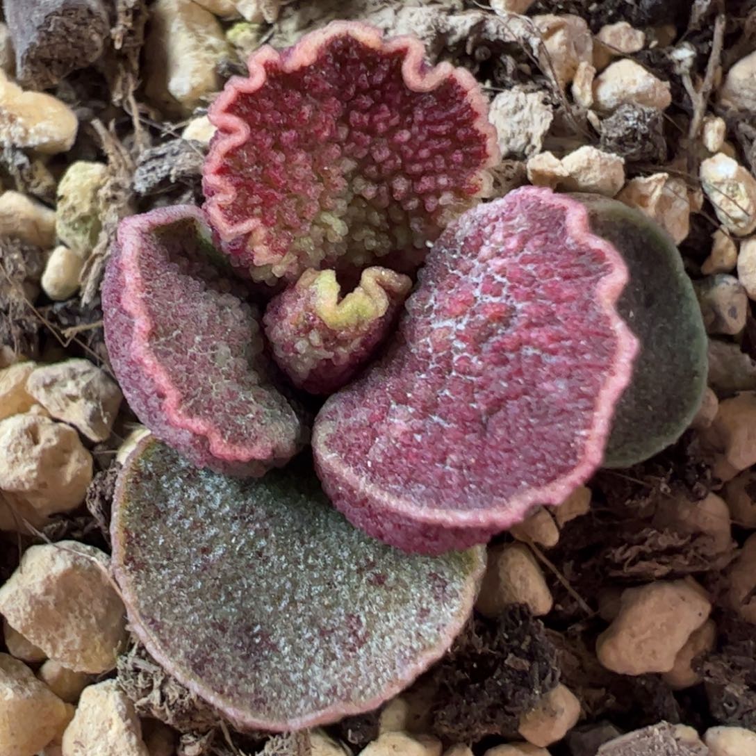 实生新品多肉植物水泡153号