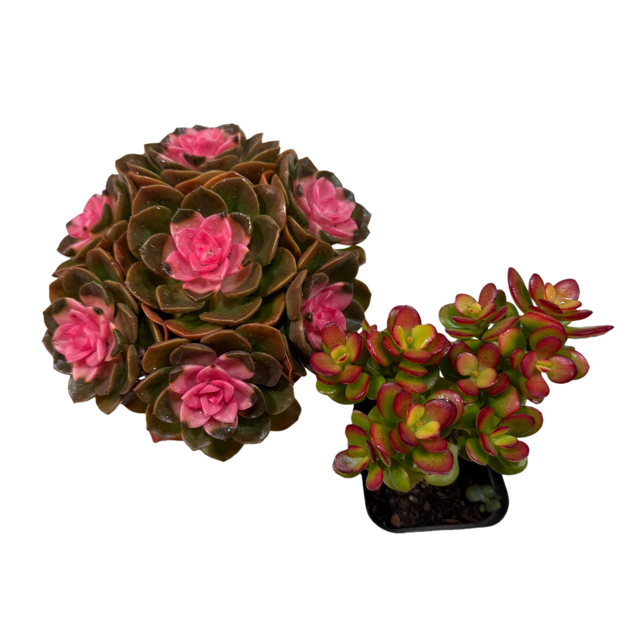 爱莎公主+70杯姬红花月树  带盆土发 喜阳耐旱好多肉任意3单包邮