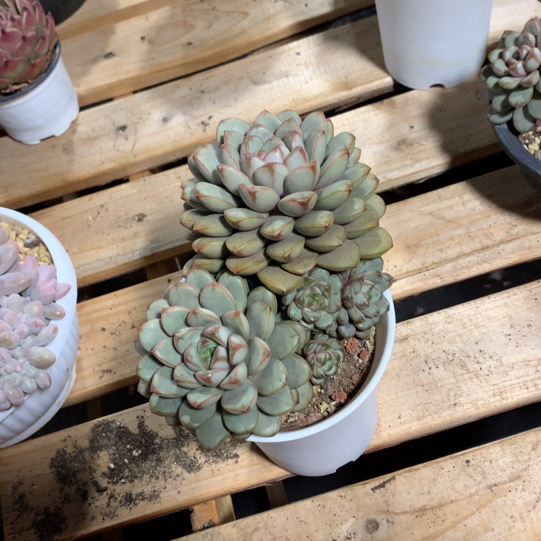 多肉植物多肉植物