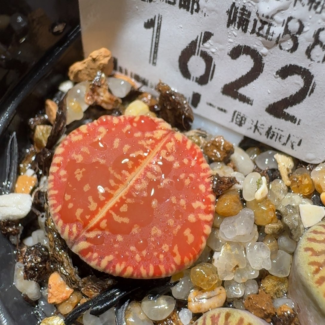 zz生石花肉锥1622