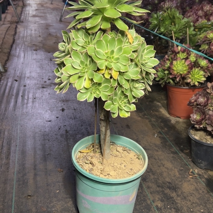 36大叶多肉多肉多肉多肉