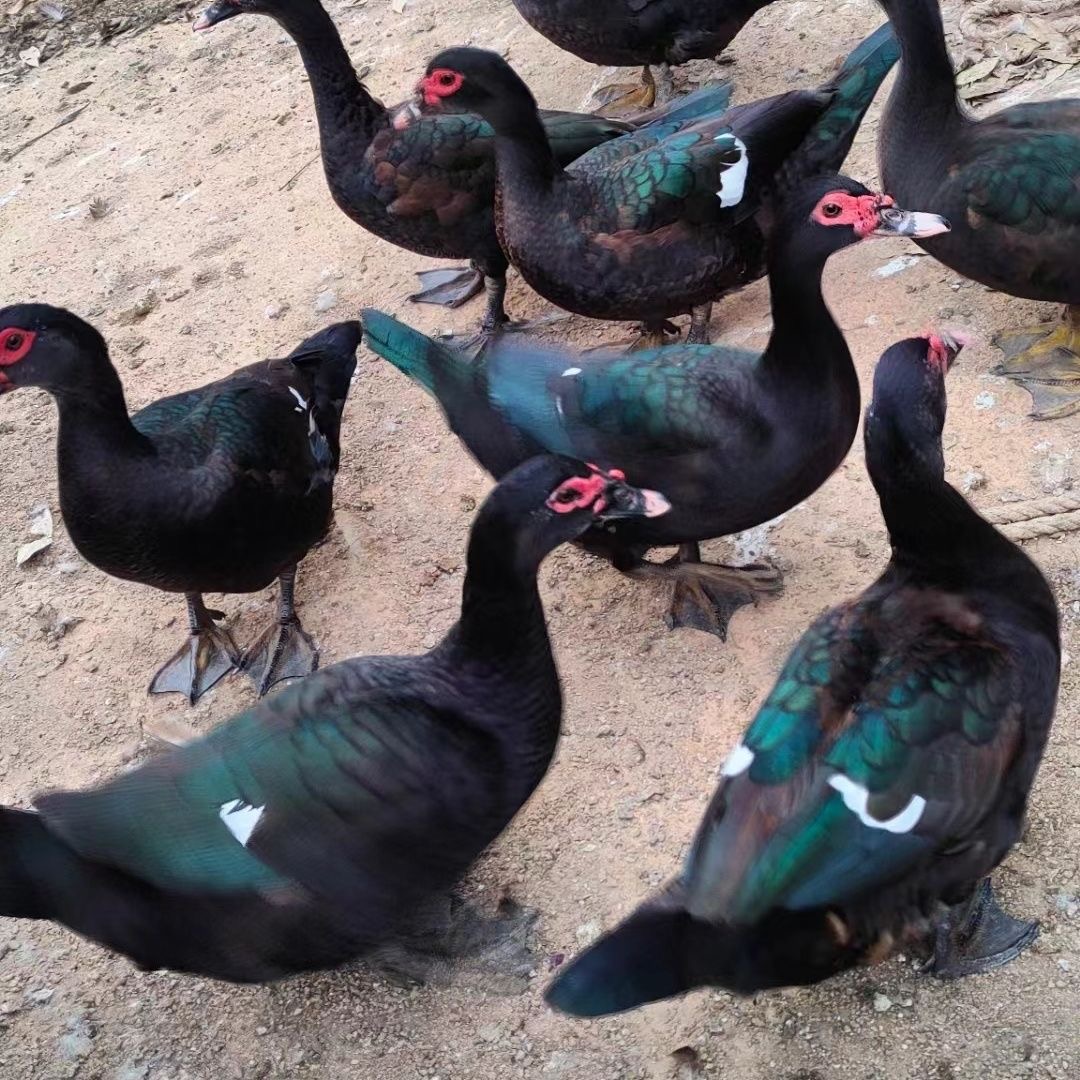 【顺丰包邮现宰现杀】正宗农家散养五谷杂粮纯黑胡鸭公