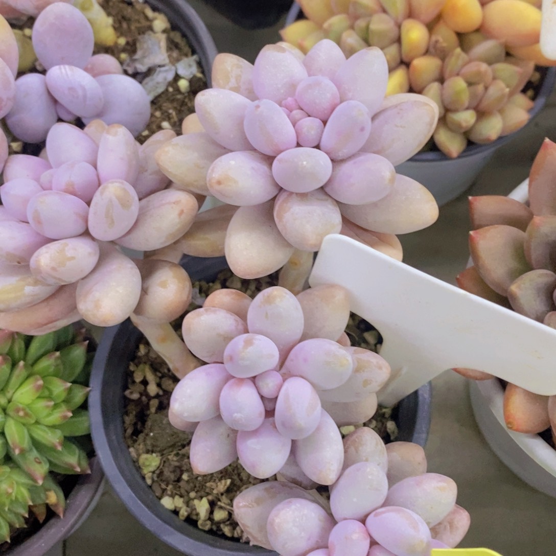 开心多肉，一物一拍，一单包邮，满5给1