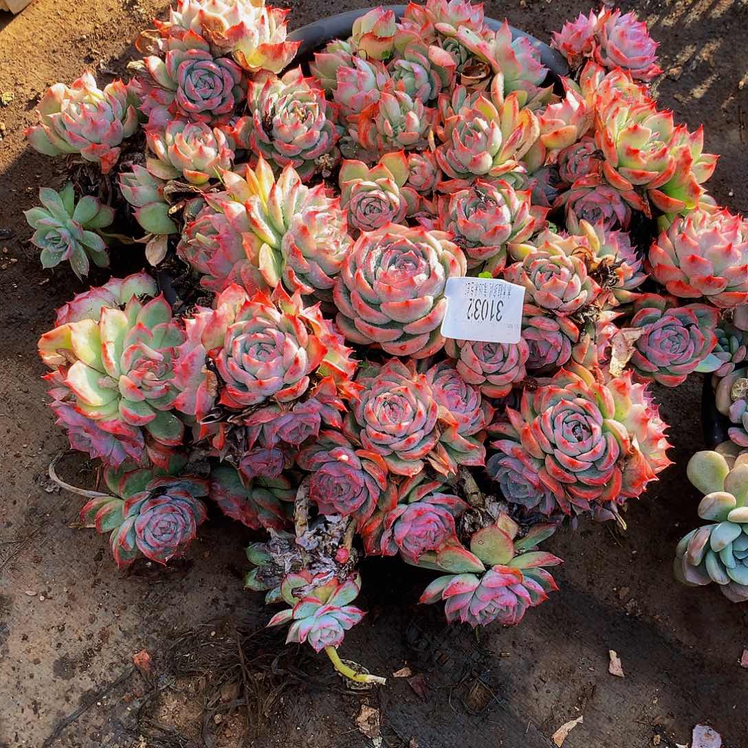 不***弃    侧影多肉31032