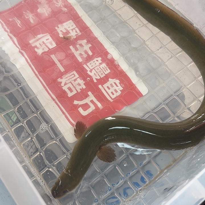 野生鳗鱼包活到家