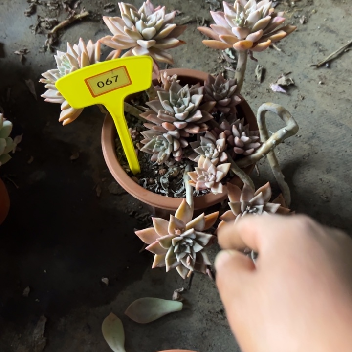 L*浪漫多肉植物067