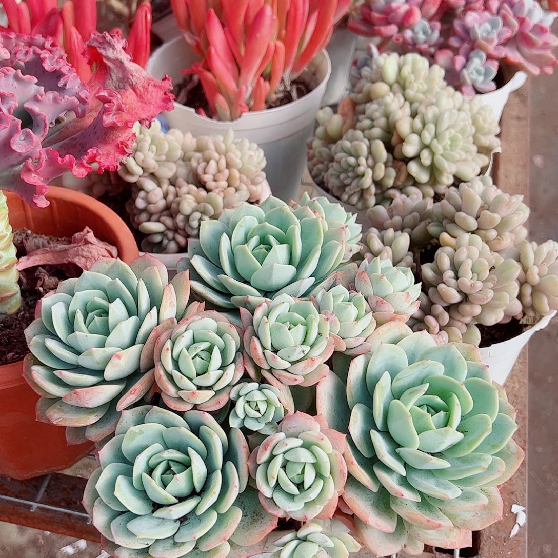 果冻恋曲多头群生老桩