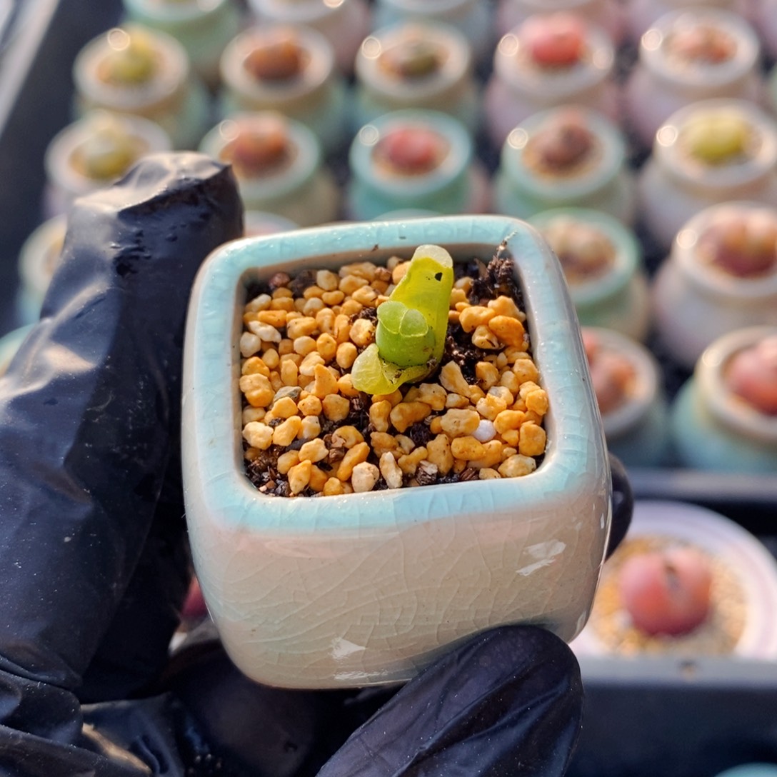 3954--一物一拍 带盆 s b 806