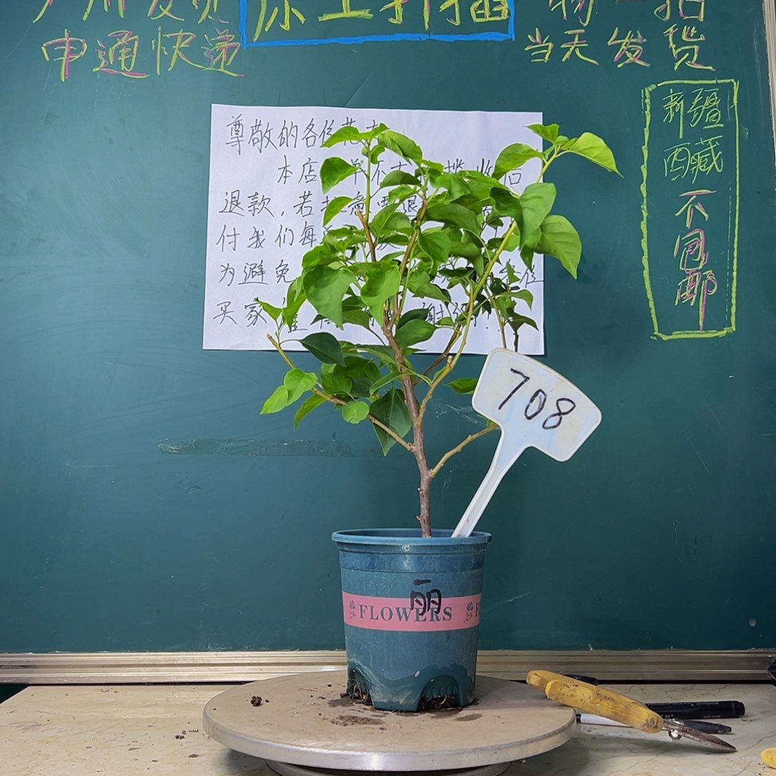 当前无花栽培后可以开花暗斑丽人 708